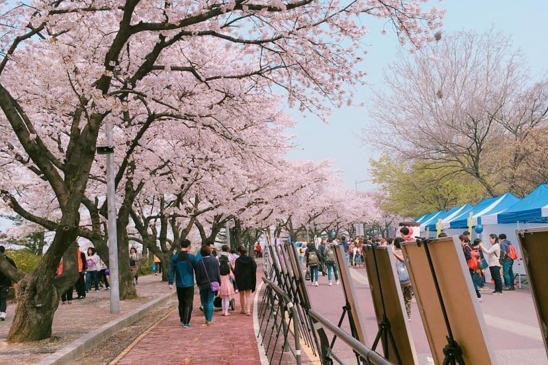 Yeongdeungpo Yeouido Spring Flower Festival (14/14)