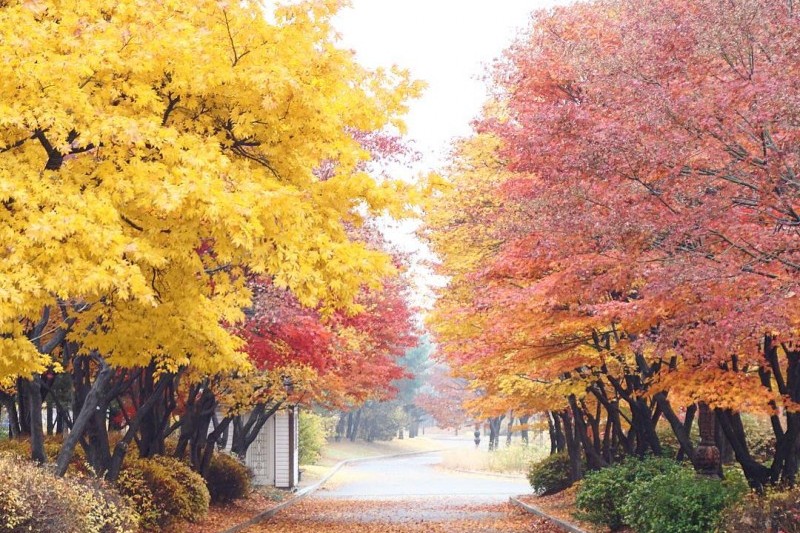 Yeouido Park (22/30)