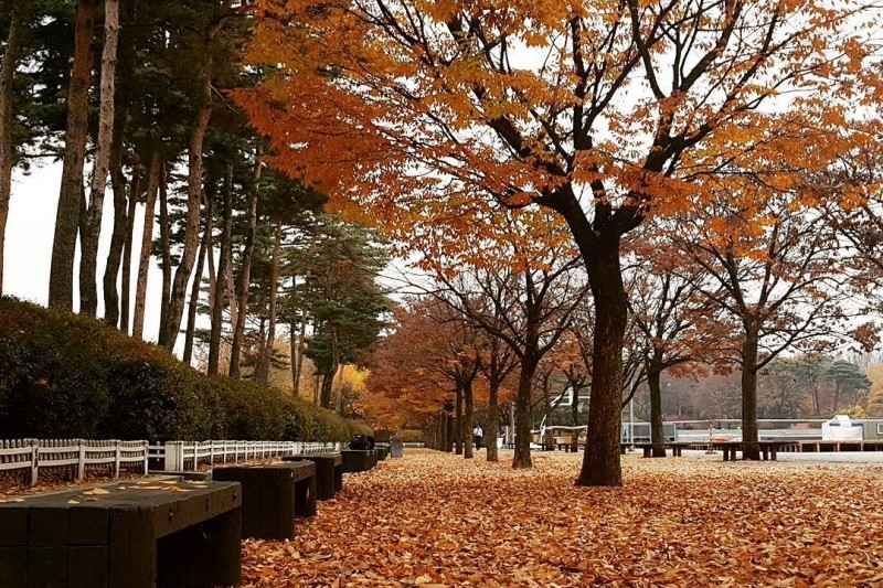 Yeouido Park (25/30)