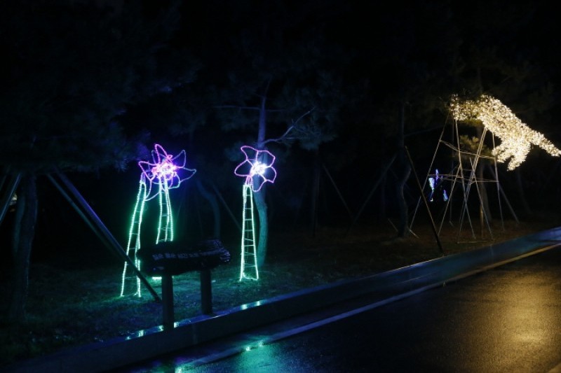 Boseong Green Tea Plantation Light Festival  (4/9)