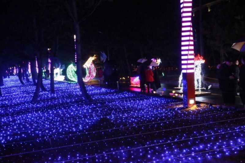 Boseong Green Tea Plantation Light Festival  (7/9)