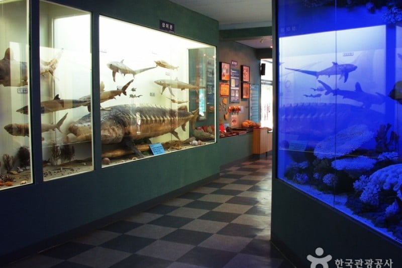 Ttangkkut Marine Natural History Museum  (13/17)