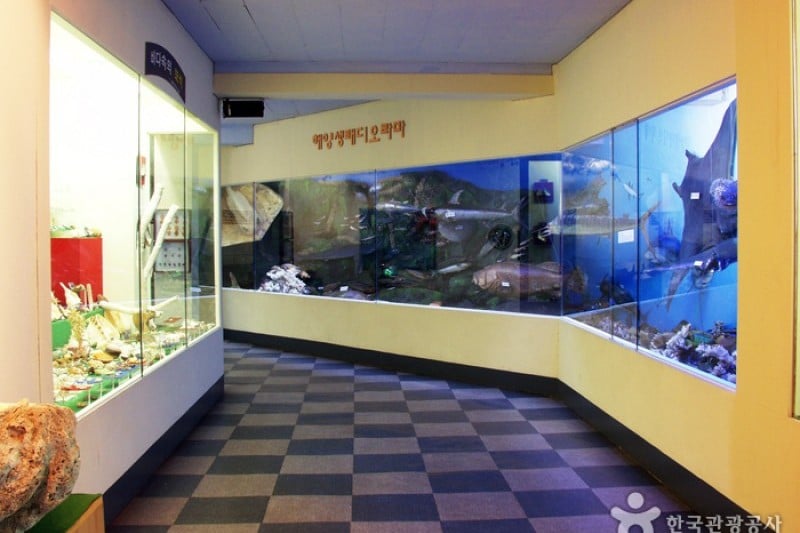 Ttangkkut Marine Natural History Museum  (14/17)