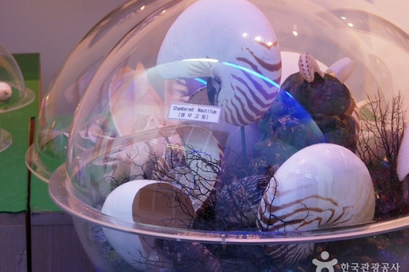 Ttangkkut Marine Natural History Museum  (15/17)