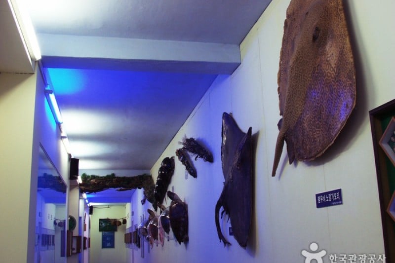 Ttangkkut Marine Natural History Museum  (16/17)