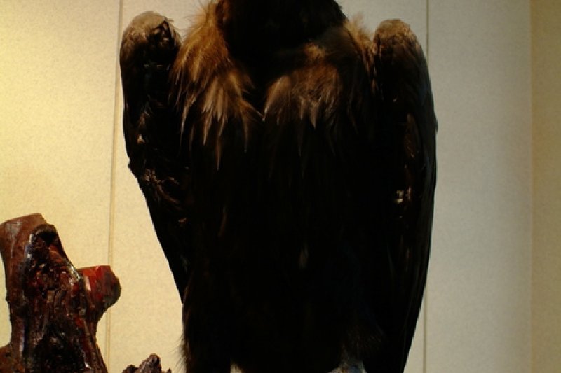 Gangwon-do Forestry Museum (강원도 산림박물관) (3/5)