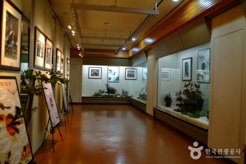 Gangwon-do Forestry Museum (강원도 산림박물관) (4/5)