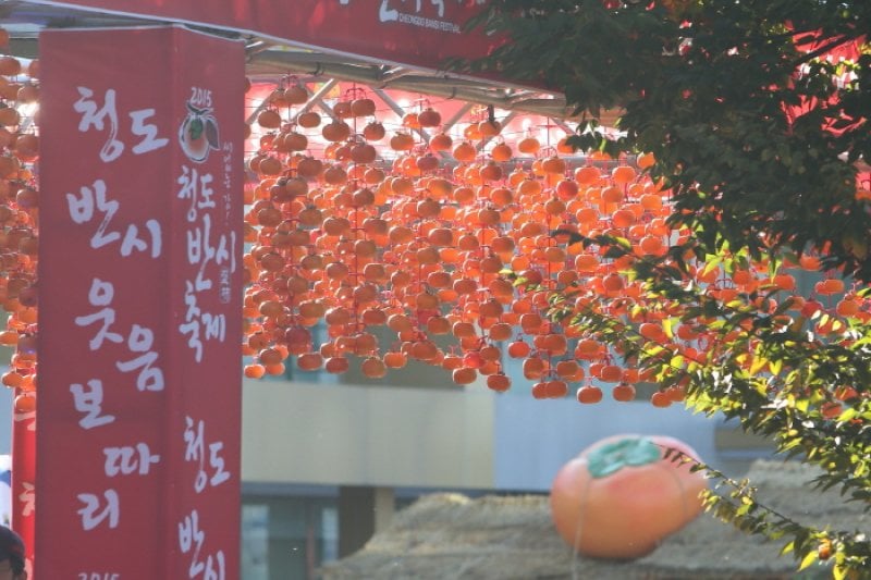 Cheongdo Seedless Persimmon Festival  (8/11)