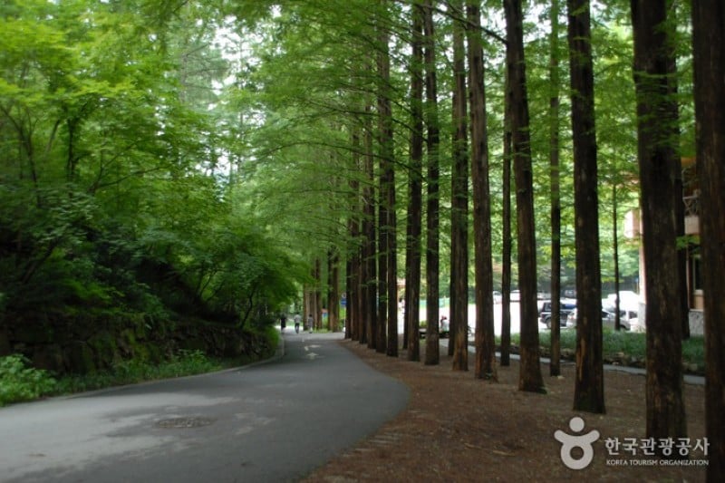 Jangtaesan Recreational Forest  (6/19)