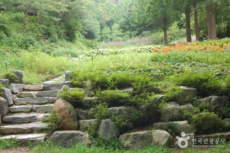 Jangtaesan Recreational Forest  (8/19)