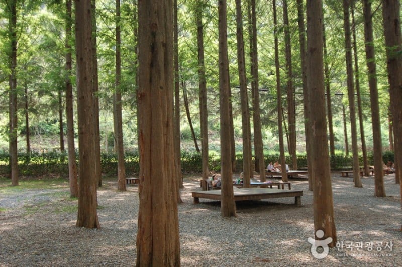 Jangtaesan Recreational Forest  (14/19)