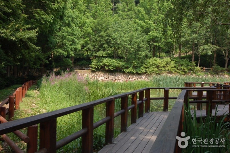 Jangtaesan Recreational Forest  (15/19)