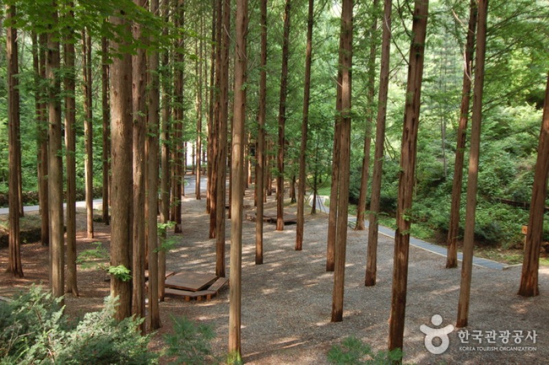Jangtaesan Recreational Forest  (18/19)