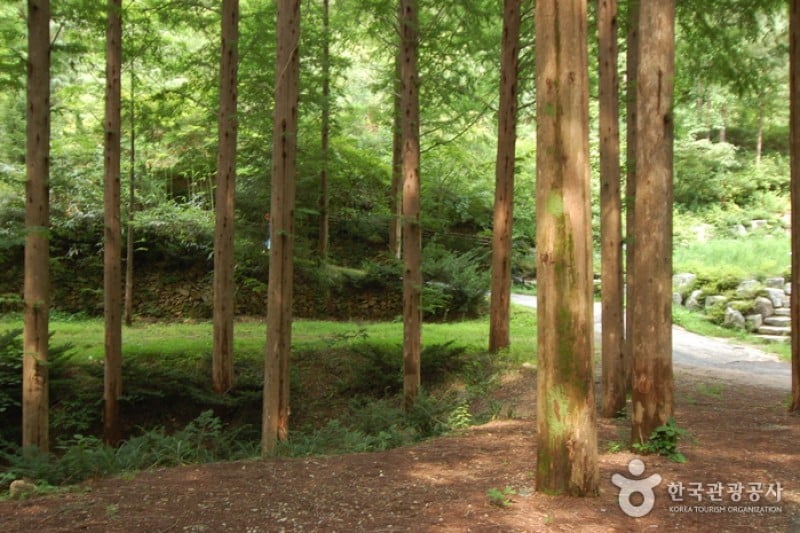 Jangtaesan Recreational Forest  (19/19)