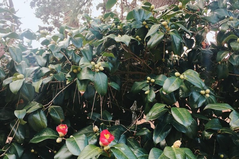 Seocheon Maryang-ri Camellia Forest  (9/17)