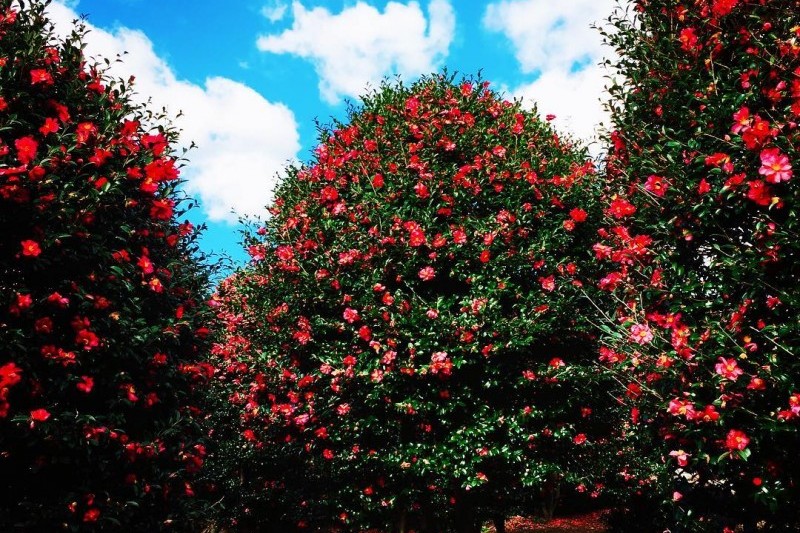Seocheon Maryang-ri Camellia Forest  (10/17)