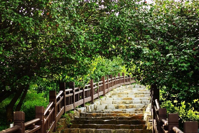 Seocheon Maryang-ri Camellia Forest  (12/17)