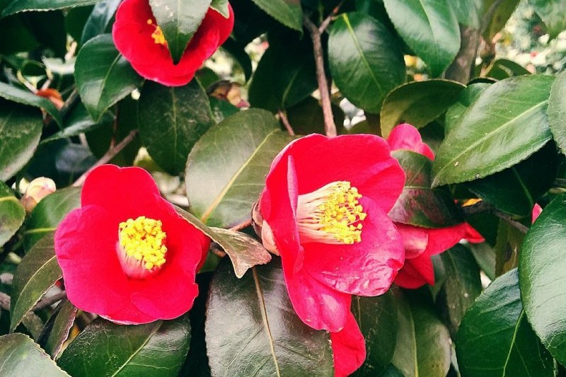 Seocheon Maryang-ri Camellia Forest  (13/17)