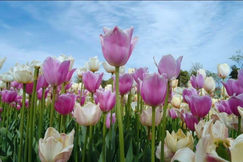 Taean Tulip Festival  (15/18)