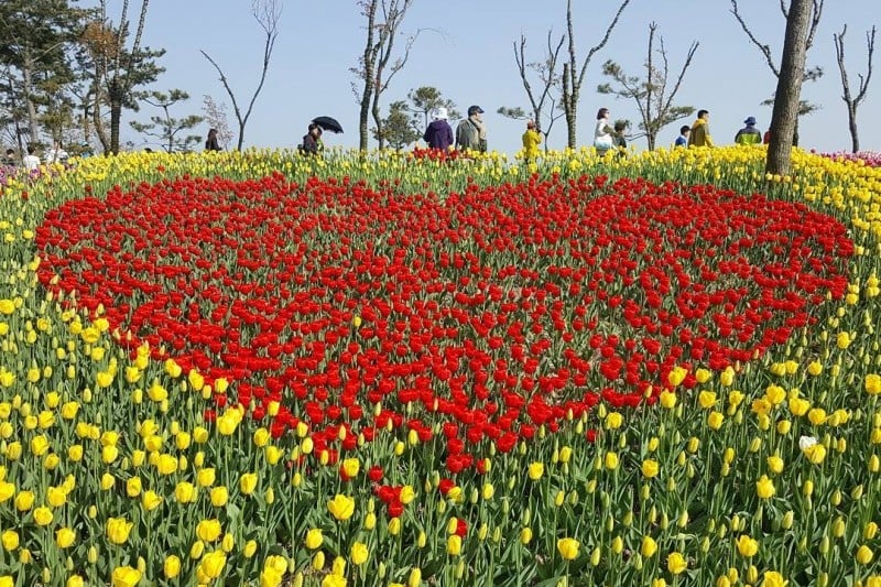 Taean Tulip Festival  (16/18)