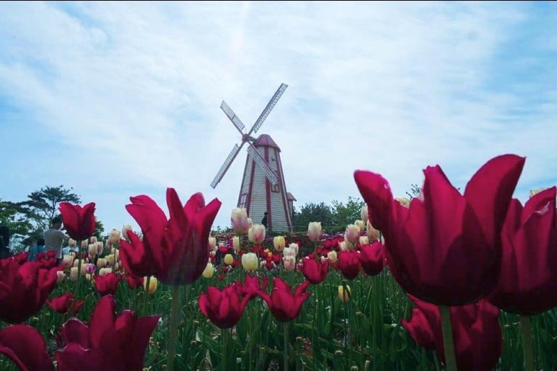 Taean Tulip Festival  (17/18)