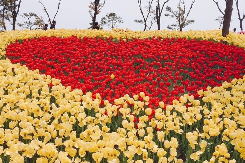 Taean Tulip Festival  (18/18)