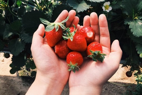Uncle Strawberry’s Farm