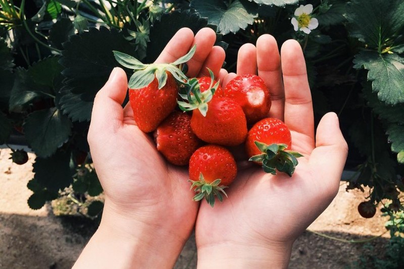 Uncle Strawberry’s Farm  (1/5)