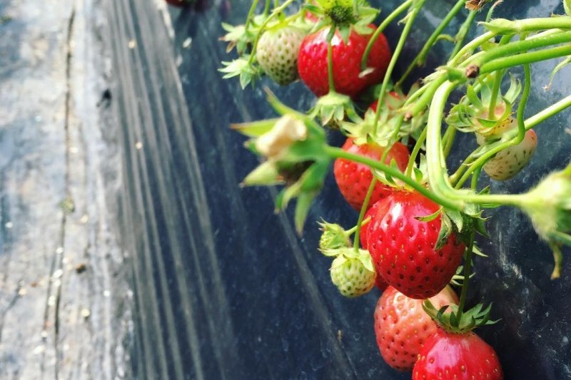 Uncle Strawberry’s Farm  (2/5)