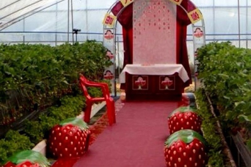 Uncle Strawberry’s Farm  (3/5)