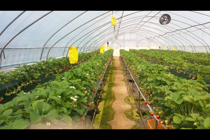 Uncle Strawberry’s Farm  (4/5)