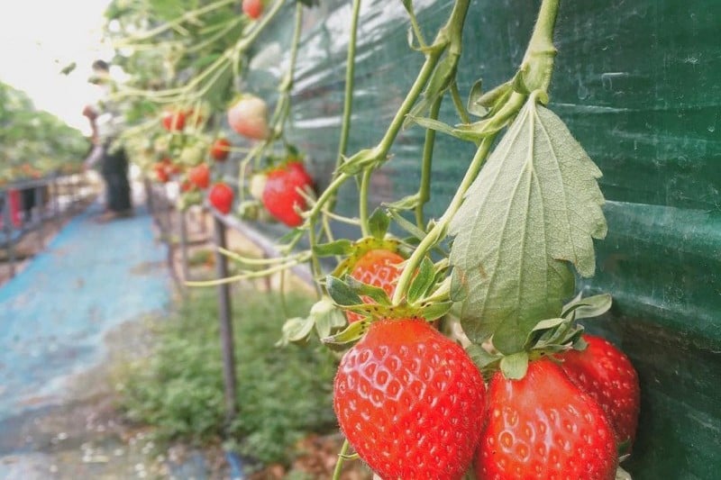 Uncle Strawberry’s Farm  (5/5)