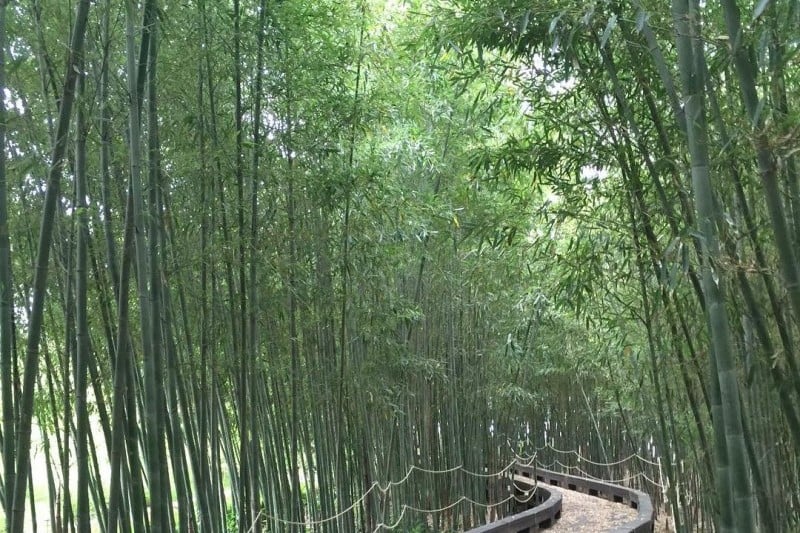 Korea Bamboo Museum 