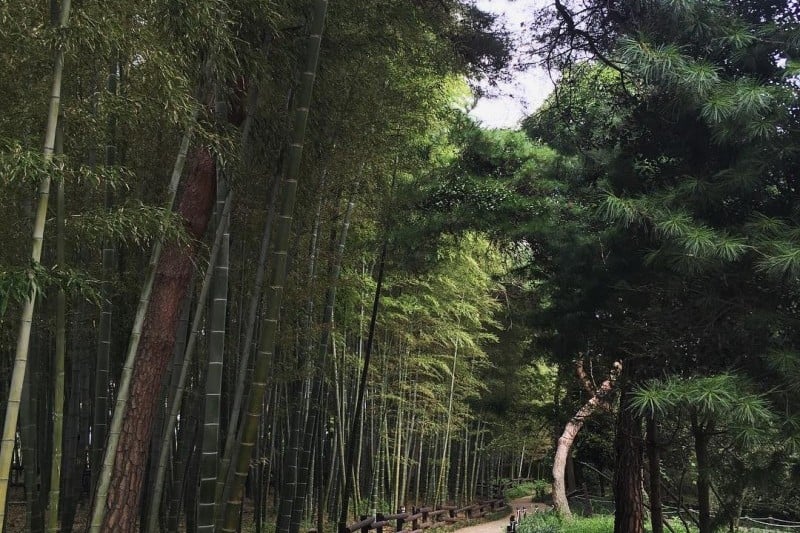 Korea Expressway Corporation Arboretum  (10/13)