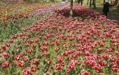 Korea Expressway Corporation Arboretum 