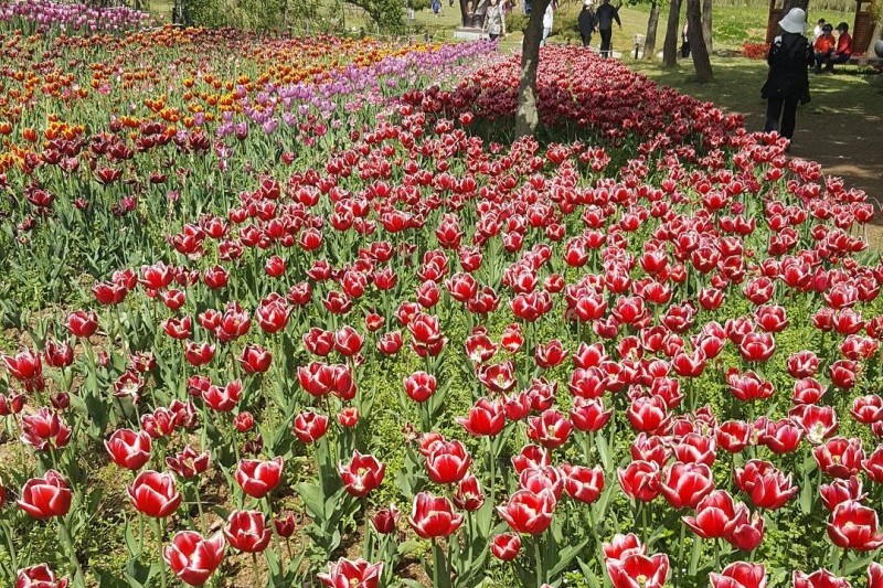 Korea Expressway Corporation Arboretum  (11/13)