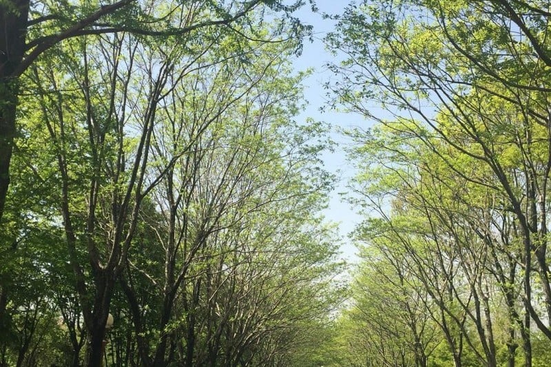 Korea Expressway Corporation Arboretum  (12/13)