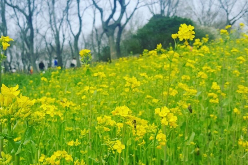Korea Expressway Corporation Arboretum  (13/13)