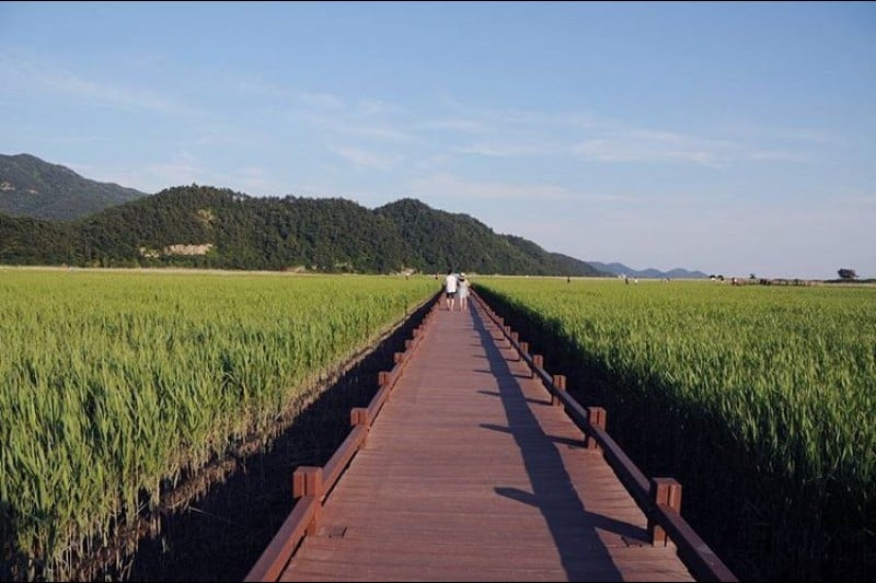 Suncheonman Bay Eco-Museum  (6/9)