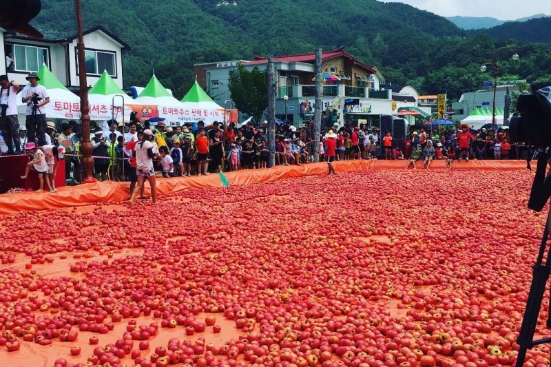 Hwacheon Tomato Festival  (5/7)