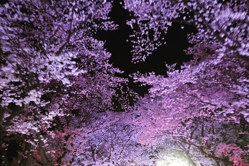 Gyeongju Cherry Blossom Festival 