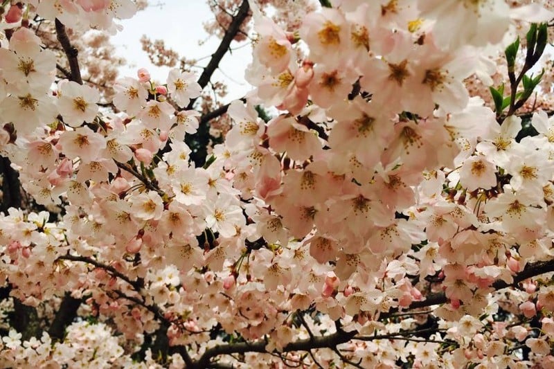Gyeongju Cherry Blossom Festival 