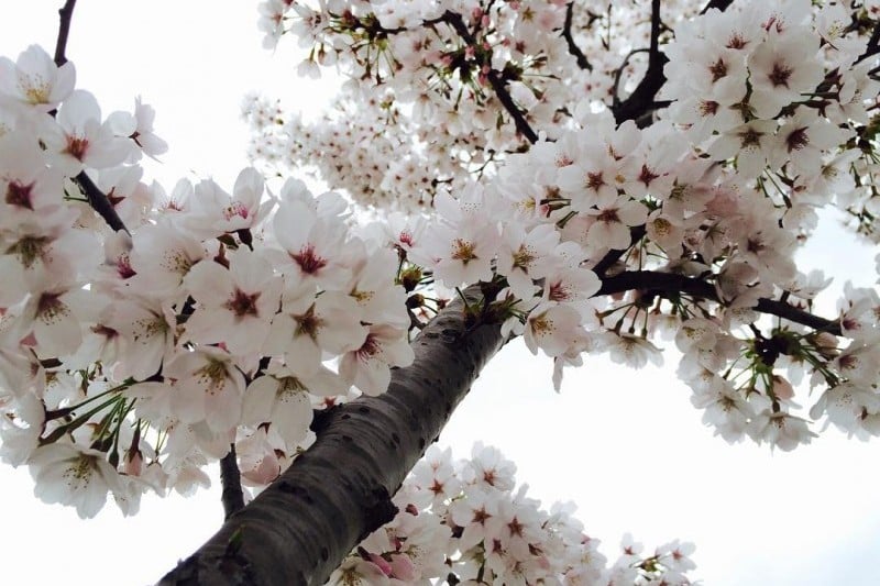 Gyeongju Cherry Blossom Festival 