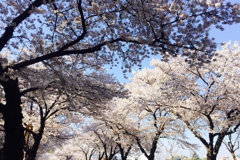 Gyeongju Cherry Blossom Festival 