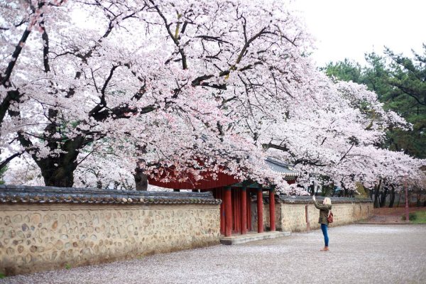 Gyeongju Cherry Blossom Festival