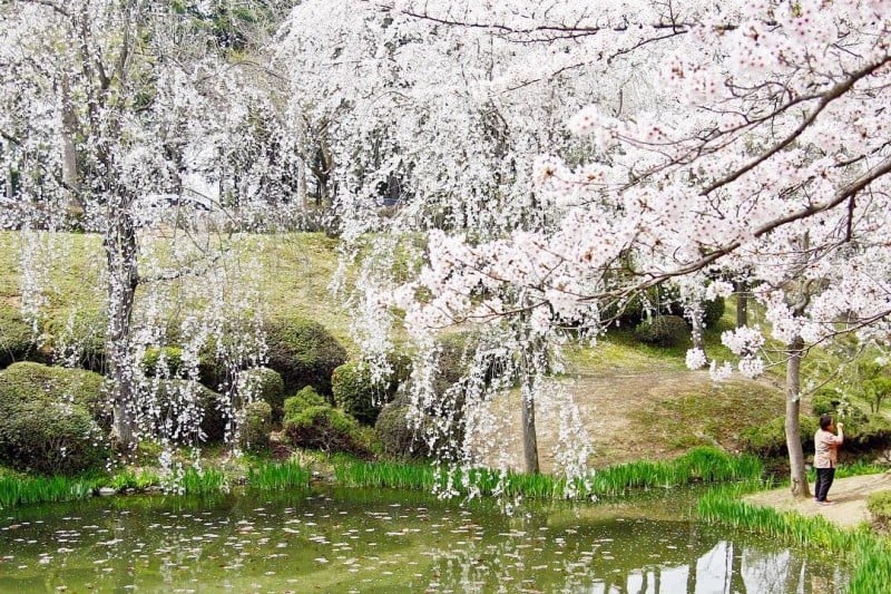 Gyeongju Cherry Blossom Festival 