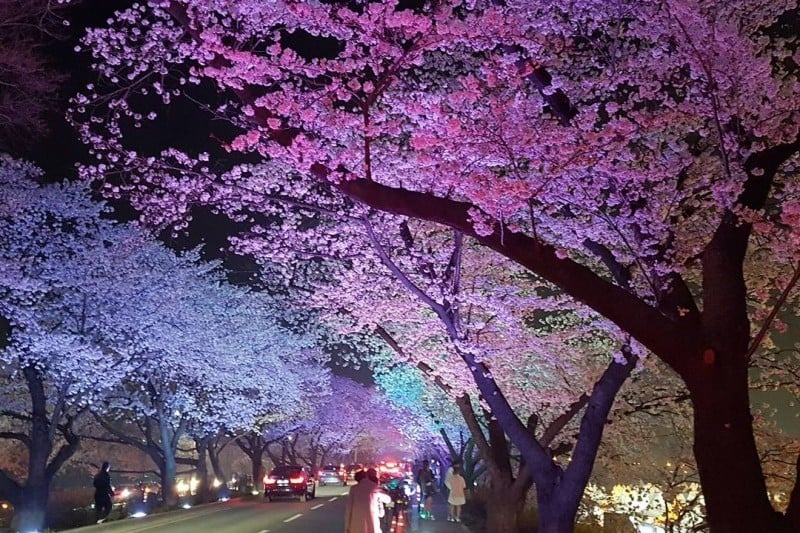 Gyeongju Cherry Blossom Festival 