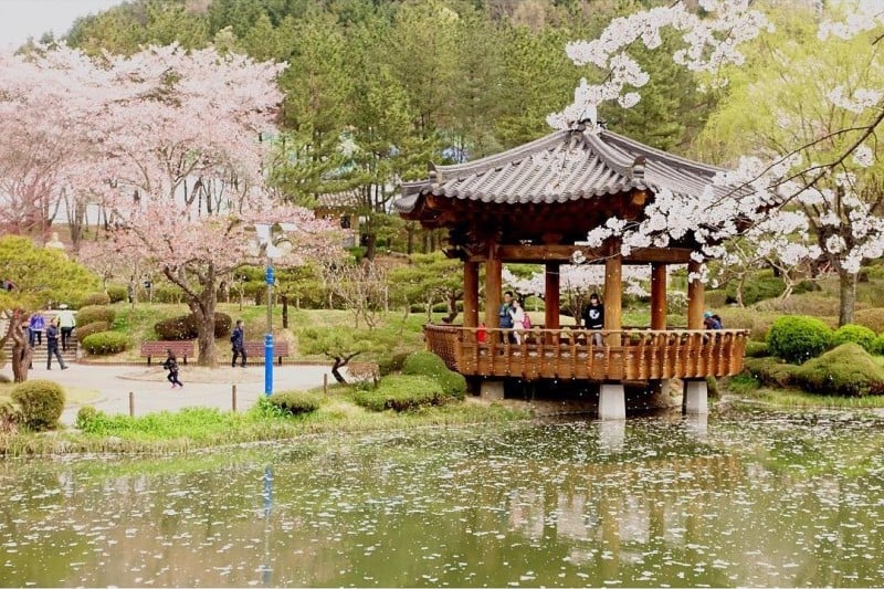 Gyeongju Cherry Blossom Festival 