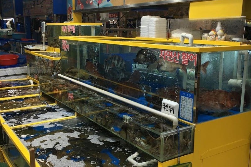 Garak Market  (5/19)