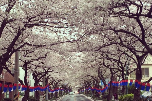 Jeju Cherry Blossom Festival